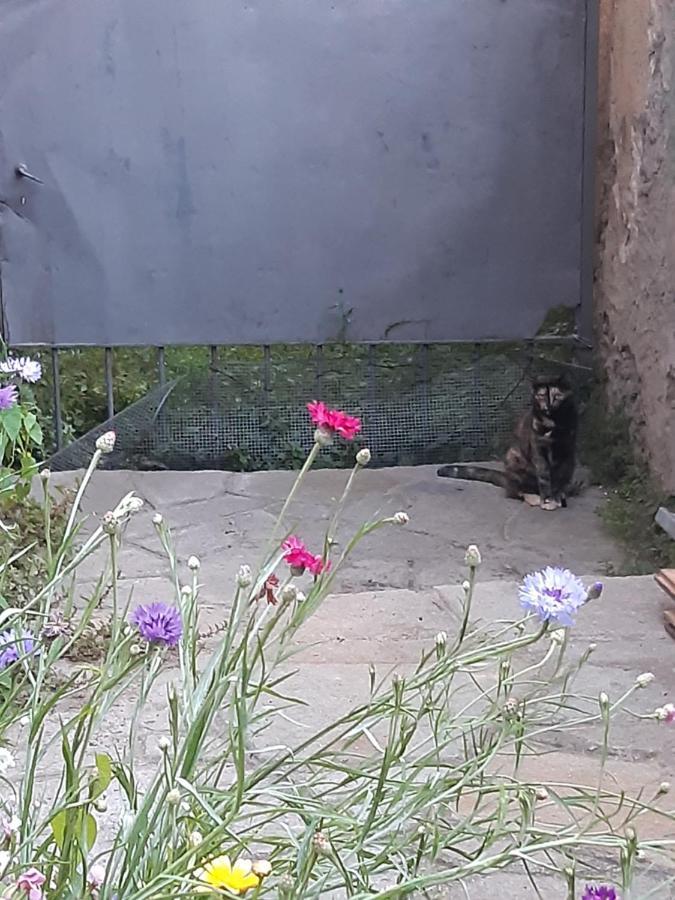 La Marmotta Ξενοδοχείο Luserna San Giovanni Εξωτερικό φωτογραφία